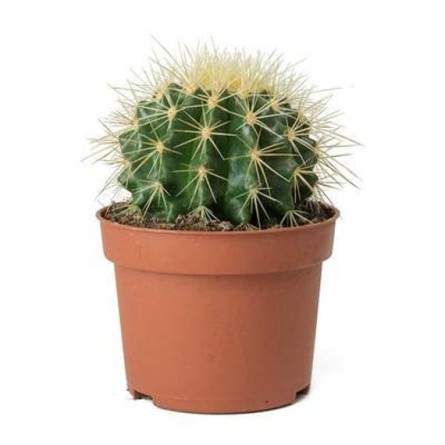 Golden Barrel Cactus